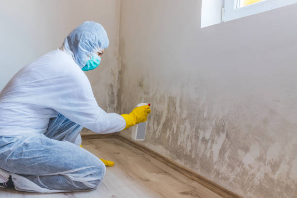 Licensed Black Mold Removal service in Concord, PA - WQB Mold Removal