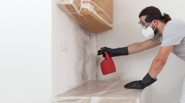 Professional Black Mold Removal technician working in Concord, PA