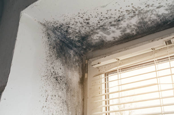 Affordable Black Mold Removal solutions in Concord, PA